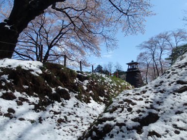 Cherry Tress with Snow and Bell Tower