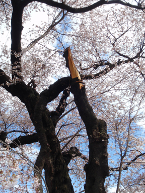 Broken Cherry Blossom Tree