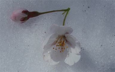 Sakura on Snow