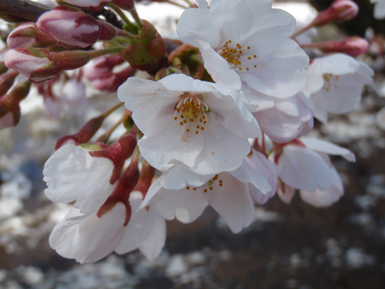 Sakura up Close