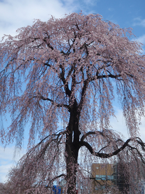 Weeping Cherry Blossom Tree